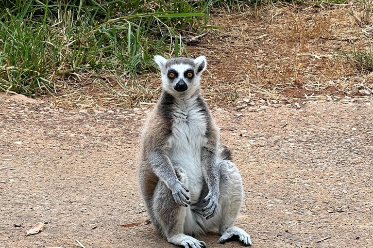 Albufeira Safari Tour with entrance in Krazy WorldAlbufeira Crazy Safari with Exotic Animals and Castle Tour