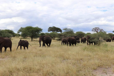 GAME DRIVE AND WHITE RHINO WALKING SAFARI IN LIVINGSTONE