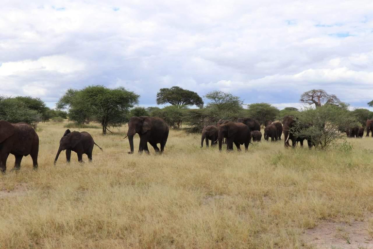 GAME DRIVE AND WHITE RHINO WALKING SAFARI IN LIVINGSTONE