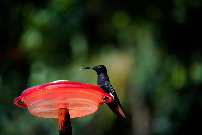 São Paulo: Monte Alegre do Sul Birdwatching Day Trip