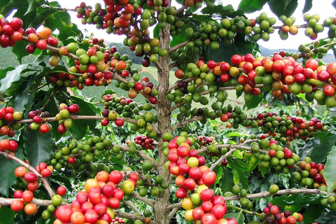 Minca Coffee Farm Tour with Coffee Tasting & Lunch La Candelaria Coffee Farm Tour with Coffee Tasting & Lunch