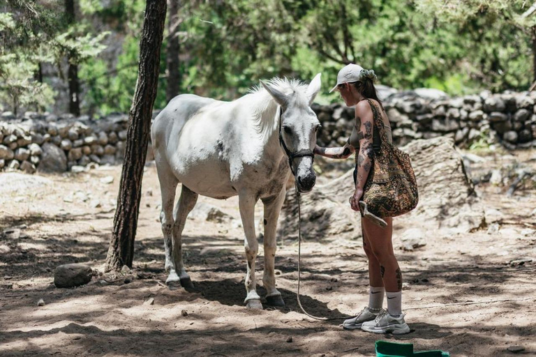 Desde Georgioupolis Ruta de un día por la Garganta de Samaria con guía