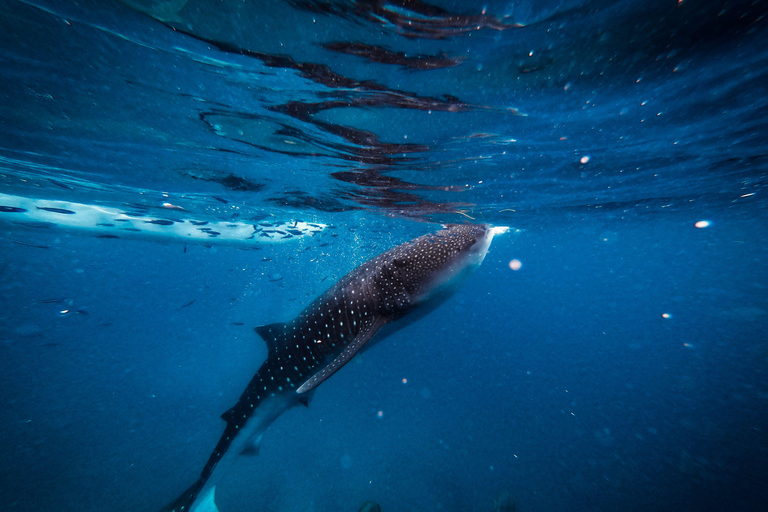 Mirissa: Dolphin Swim Blue Whale Snorkelling | All-Inclusive Mirissa: Scuba Diving & Turtle Snorkelling Experience