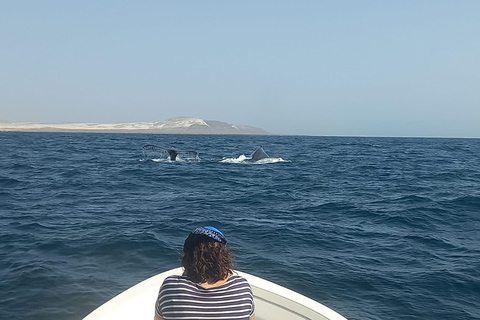 Whale watching tour SEASONAL