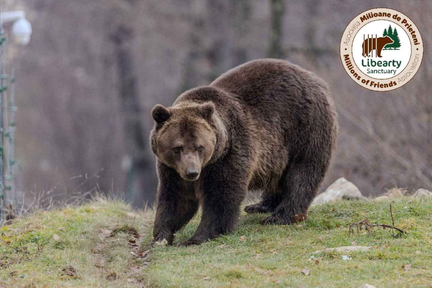 Brasov: Tour with Transfer Libearty Bear Sanctuary