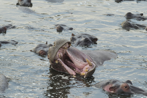 Arusha : 6 jours de safari sauvage en camping et expérience au Kilimandjaro
