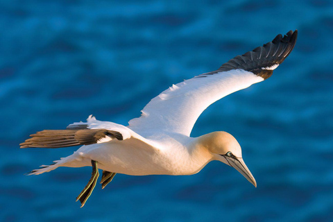 Auckland: Birding & Heritage Tour with Gannets Godwits Auckland: Native Forest, Bird Colony & Coastal Tour