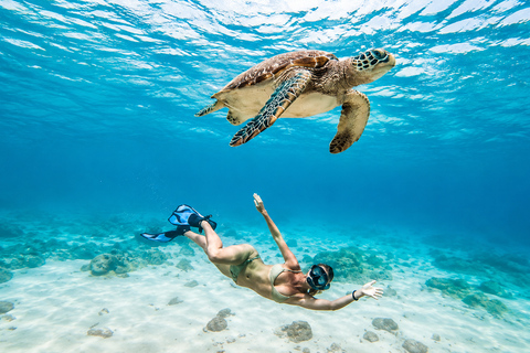 Mauritius: Sea Turtle Adventure and Coral Reef Discovery