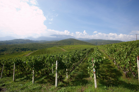 Saloniki: Naousa Wine Region Prywatna jednodniowa wycieczka