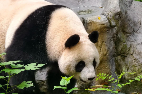 Nanjing: Hongshan Forest Zoo and Giant Panda Sanctuary