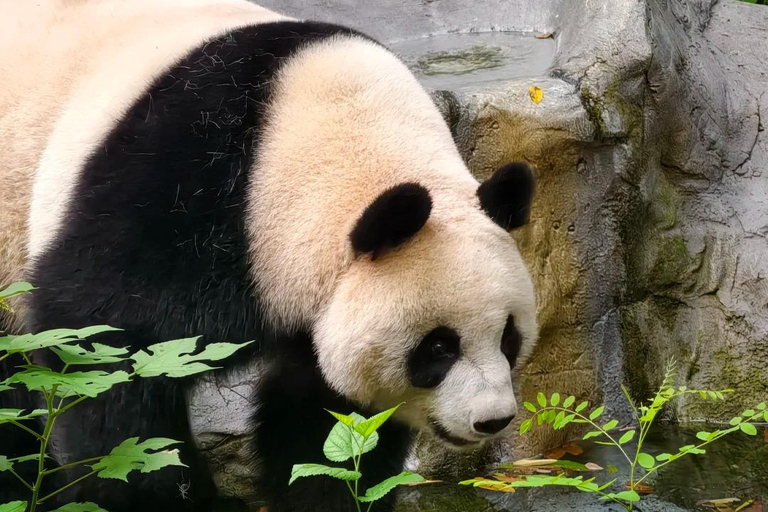 Nanjing: Hongshan Forest Zoo and Giant Panda Sanctuary