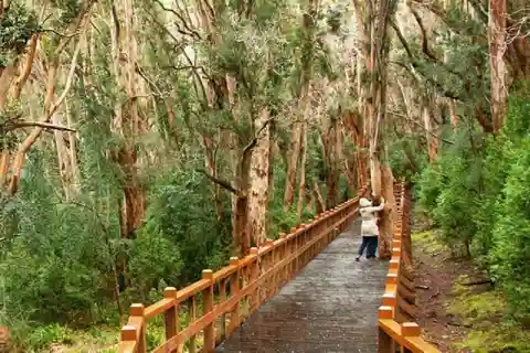 Bariloche Ilha Victoria e Bosque de Arrayanes