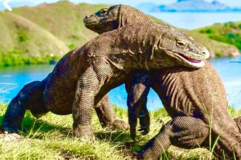 Bali: Komodo Island One Day Trip with Flights and Snorkeling