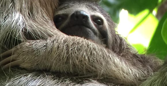 Manuel Antonio: Private VIP National Park Tour with Guide