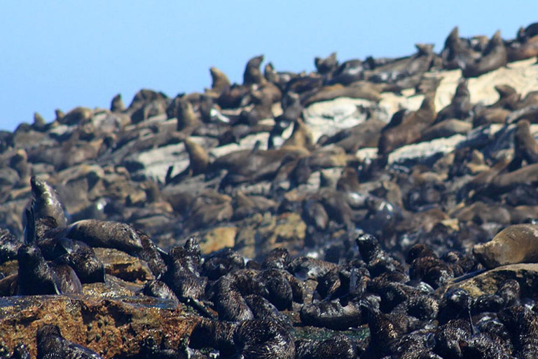 Kapstadt: houtbay scenic tour ,seal island ,world of birds.