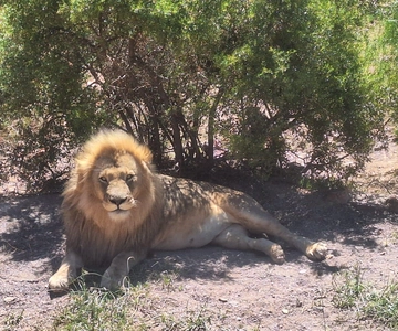 Cape Town: Aquila Game Reserve Big 5 Safari with Lunch