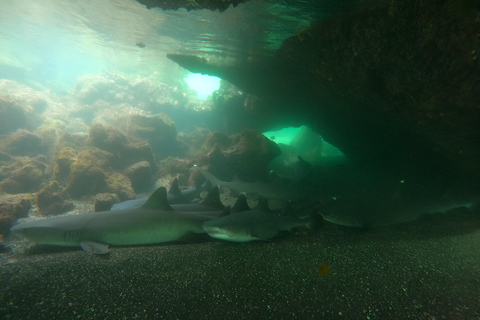 Explora Túneles Cabo Rosa en Isabela: Hele dag snorkelen