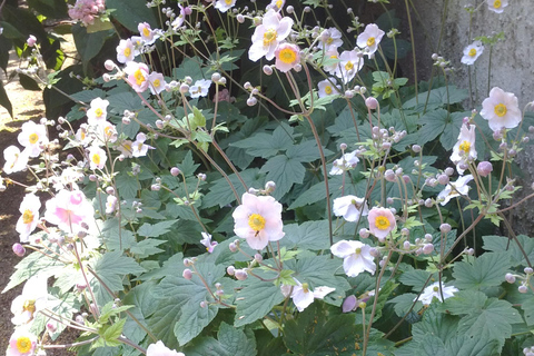 Oxford College Gardens- includes spaces closed to the public