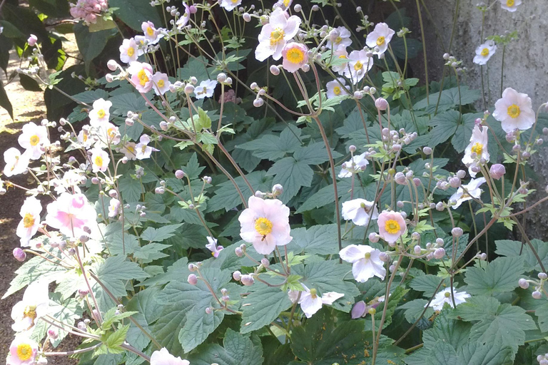 Oxford College Gardens- includes spaces closed to the public