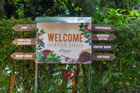 Kenya: Coffee Farm Half-Day Tour with Hotel Pickup