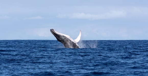 Tahiti: Whale Watching and Swimming with Humpback Whales (max. 6 people)