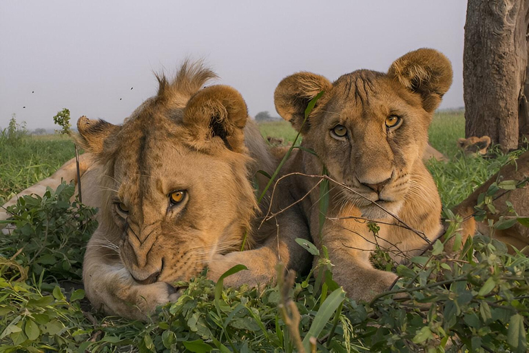 Lake Manyara: Day Trip Safari with Bird Watching