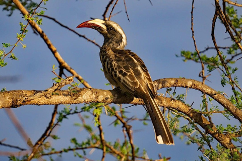 Vanuit Nairobi: Crescent Island Safari ExperienceVanuit Nairobi: Crescent Island Safari-ervaring