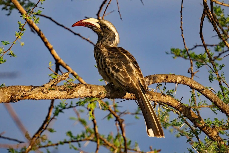 Vanuit Nairobi: Crescent Island Safari ExperienceVanuit Nairobi: Crescent Island Safari-ervaring