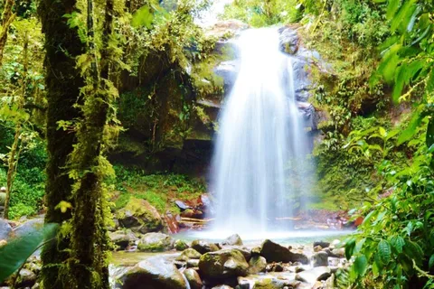 Boquete: Caminhada pela vida selvagem na floresta nublada