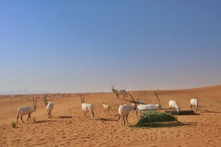 Dubaï : safari en jeep dans le désert au lever du soleil avec fauneVisite privée