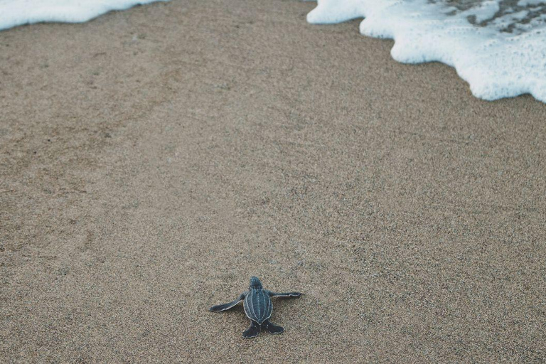 Bali: Glass Bottom Boat & Turtle Conservation Tour