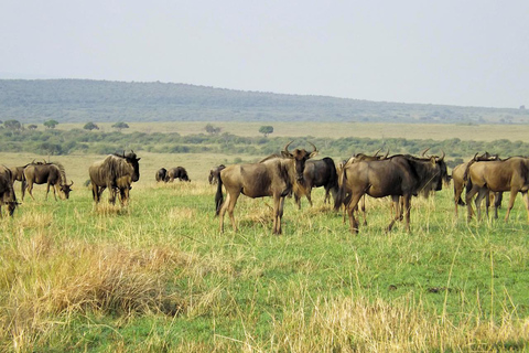 Safári de 9 dias em Masai Mara, L . Nakuru e Gorila, Safári com Chimpanzés