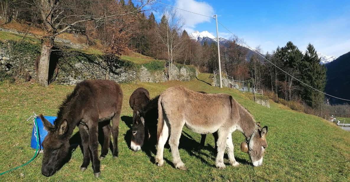 Afbeelding 3 van Bergwandeling vanuit Druogno: authentieke wandeltocht bij het Lago Maggiore