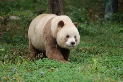The best Xi'an Panda encounters 2026 - Free cancellation
