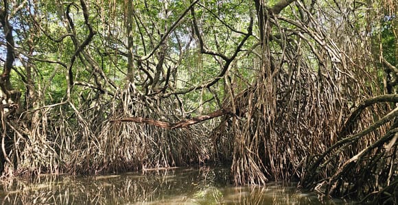 Bentota: Mangrove Forest Boat Safari with Wildlife Watching
