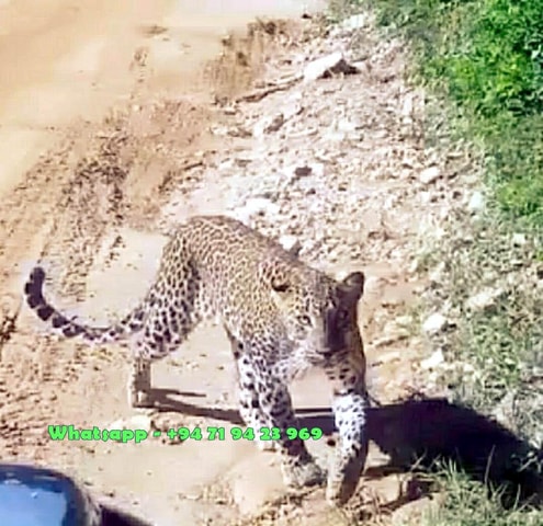 Ella: Yala safari & drop Tangalle/ Hiriketiya/ Mirissa/Galle