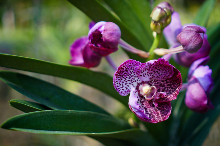 Temple de Doi Suthep, ferme d&#039;orchidées et cascade de Sticky avec déjeuner