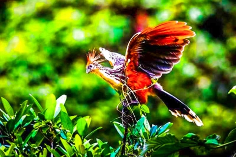 Desde Iquitos || Excursión de 4 días al río Yanayacu con observación de aves