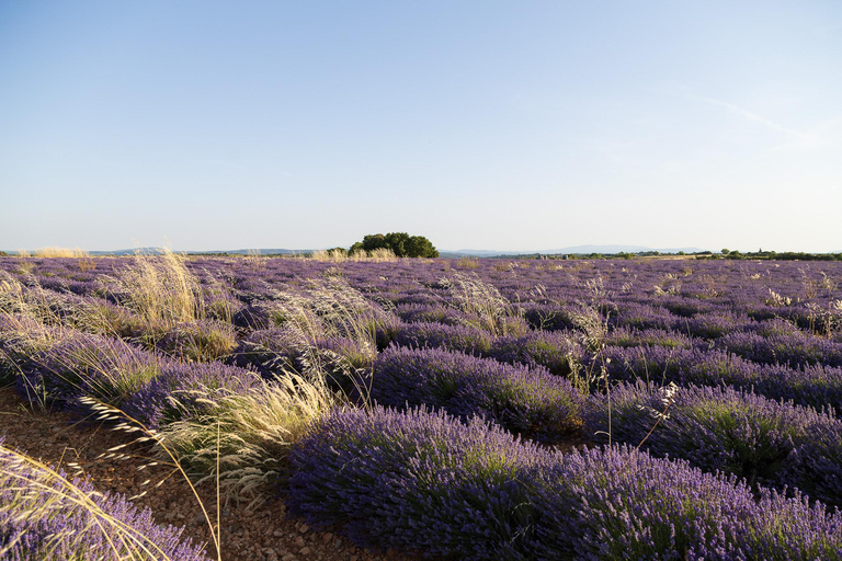 Valensole: Professional Photo in a Lavender Field Valensole: Professional photo in a lavender field