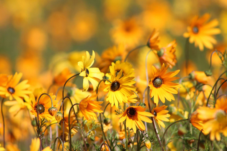 Kaapstad: 5-daagse bloementour langs de westkust