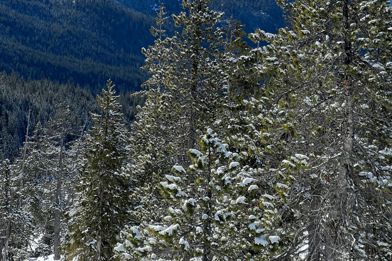 Snowshoeing At The Top Of The Sea To Sky Gondola