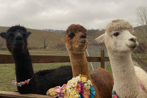 From Baku: Shamakhi and Alpaca Farm Day Trip