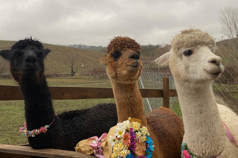 From Baku: Shamakhi and Alpaca Farm Day Trip