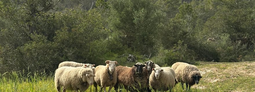 Randonnée avec vue imprenable sur l'ancien monastère de Sant Salvador, 3-4 heures.