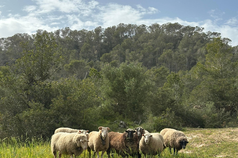 Wander Tour mit Traumblick zum ehemaligen Kloster Sant Salvador 3-4 Std.