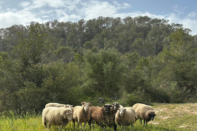 Hiking tour with a dream view of the former monastery of Sant Salvador, 3-4 hours. Hiking tour with fantastic views to the former Sant Salvador monastery 3-4 hrs.