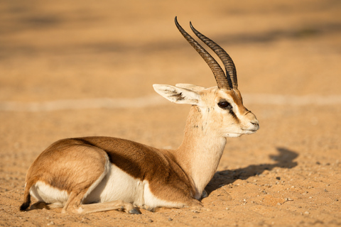 Muscat: 3-Day Oman Highlights Tour – Beach, Desert, Mountain