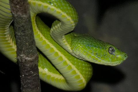 Monteverde Hanging Bridges and Night Walk Tour Rain forest night tour