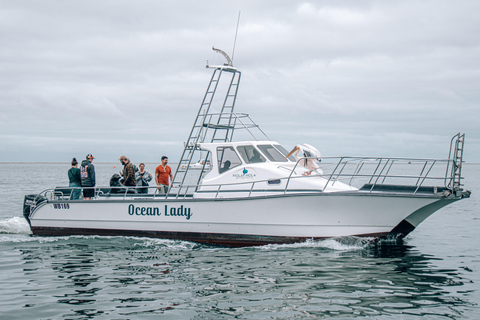 Walvis Bay: Marine Cruise with Beach Lunch