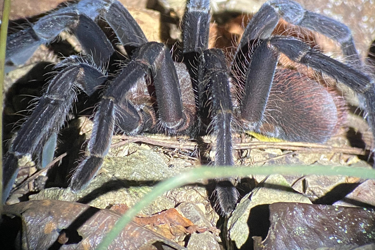 Manuel Antonio: Nachttour mit einem naturkundlichen Führer.Nachttour mit einem naturkundlichen Führer (inklusive Transport)